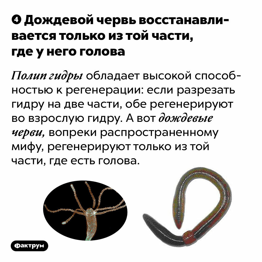 Кракен сообщество